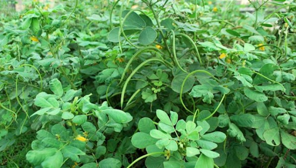 Thảo thuyết minh có tác dụng gì? - Vị thuốc nam quen thuộc ai cũng biết