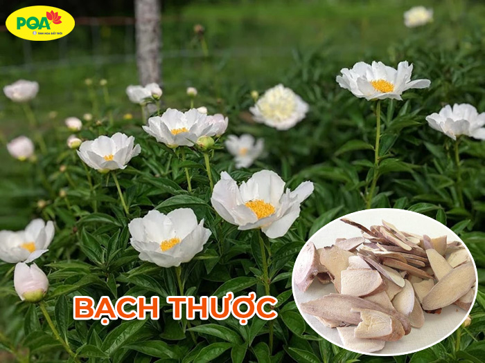 Tìm hiểu cây bạch thược