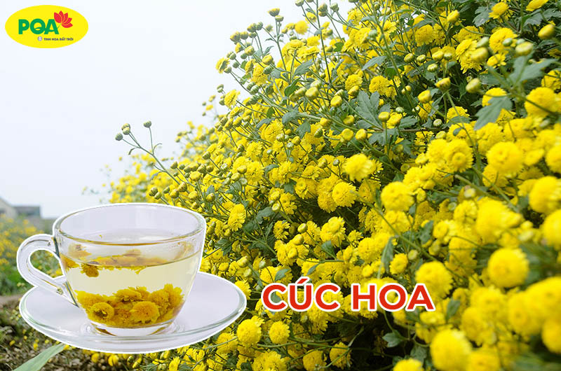 Tìm hiểu công dụng chữa bệnh của cúc hoa