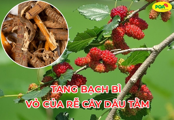 Công dụng của tang bạch bì đối với sức khỏe cơ thể là gì?