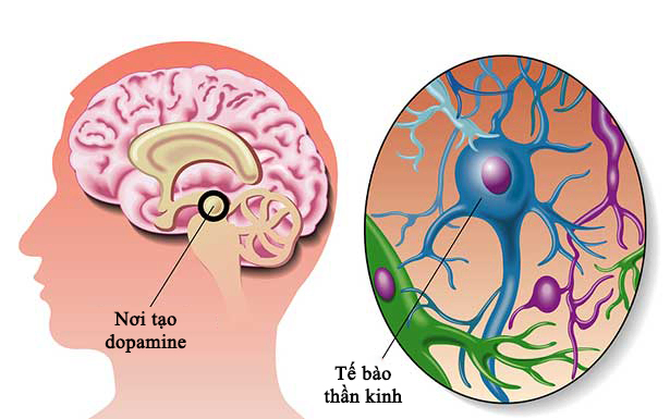 Tế bào thần kinh 