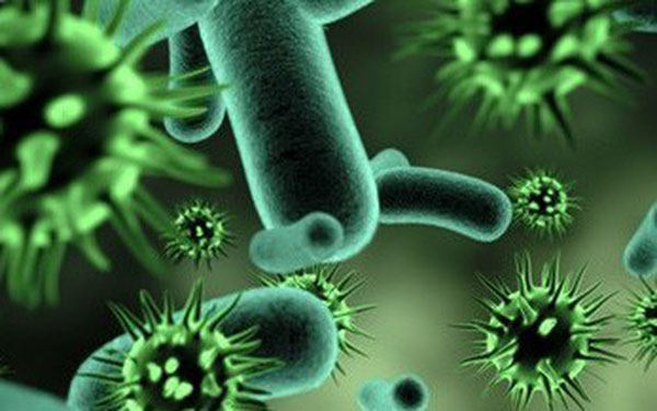 Vi khuẩn, virus - Nguyên nhân chủ yếu gây viêm amidan mãn tính 
