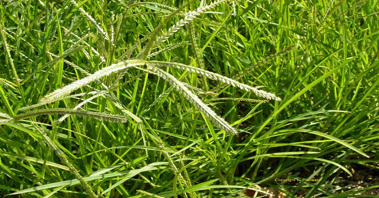 cỏ mần trầu chữa bệnh trĩ