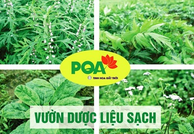 Vườn dược liệu PQA an toàn, chất lượng