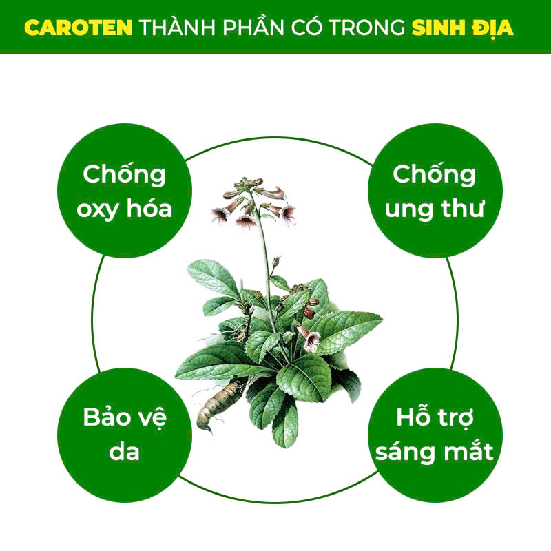 PQA Bổ Phế 2