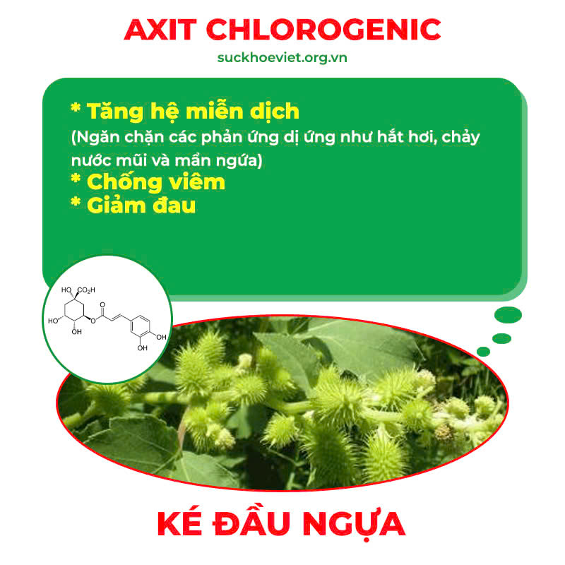 pqa hạ khô thảo 5