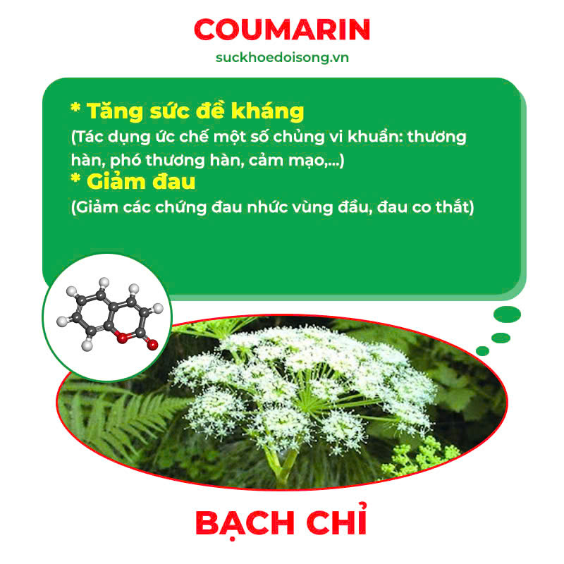 pqa hạ khô thảo 8