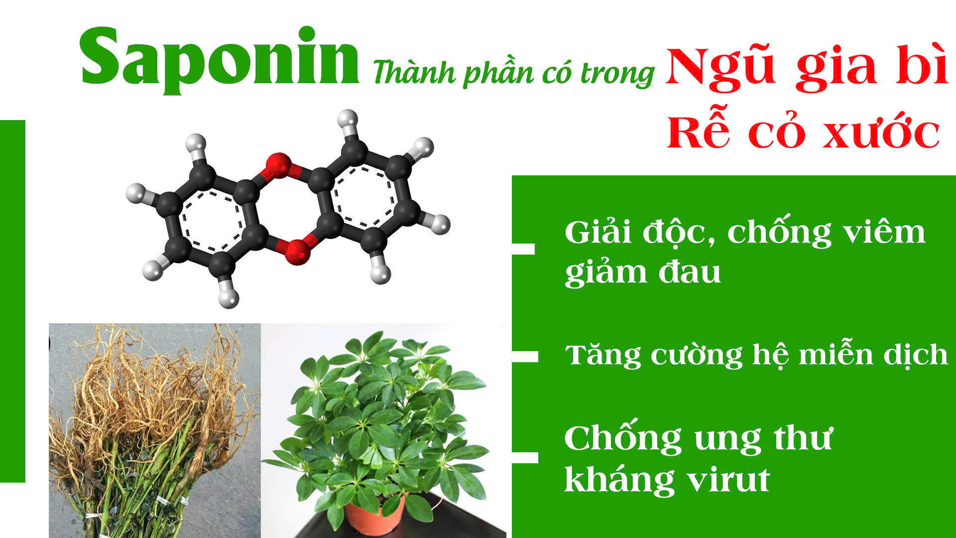 pqa xuyên khung xương khớp 5