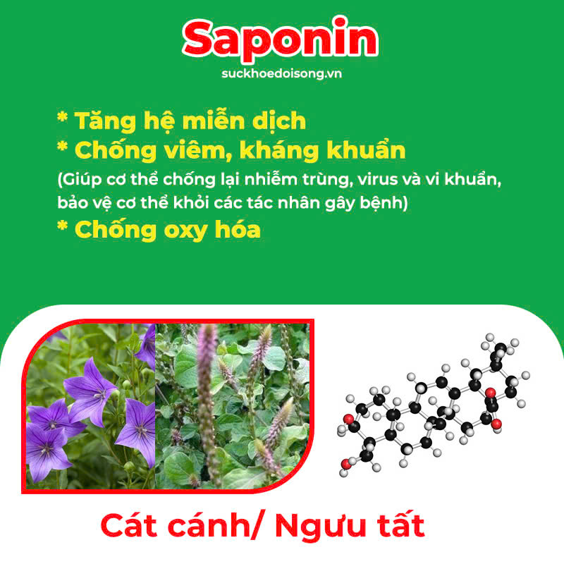 thành phần hoá học của pqa amidan