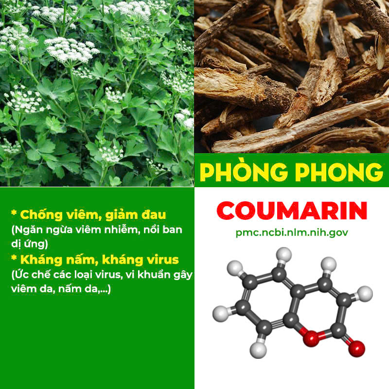thành phần hoá học có trong dược liệu của pqa kim ngân phong