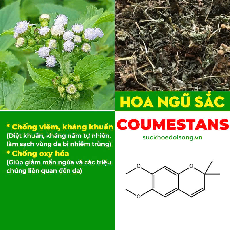 thành phần hoá học có trong dược liệu của pqa kim ngân phong