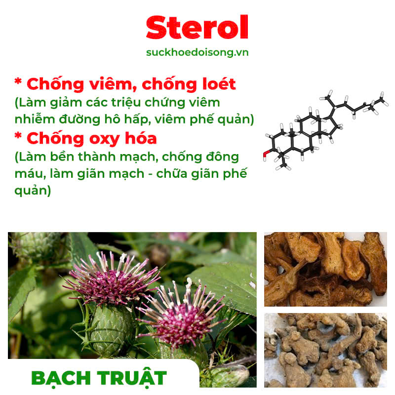 thành phần của PQA Phế quản người lớn