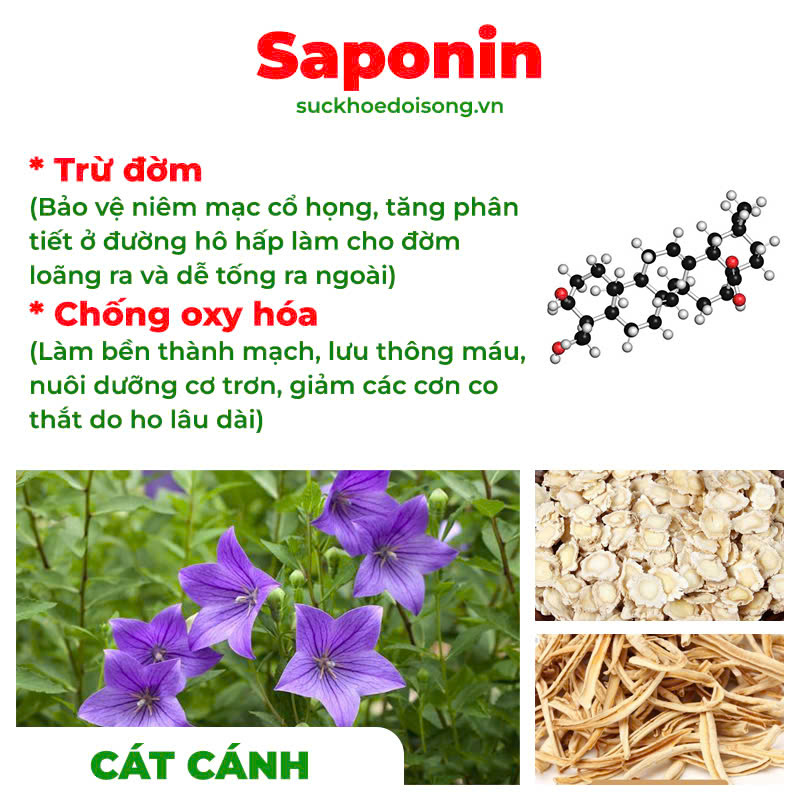 thành phần của PQA Phế quản người lớn