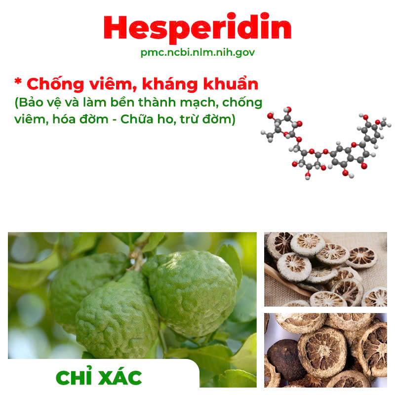 thành phần của PQA Phế quản người lớn