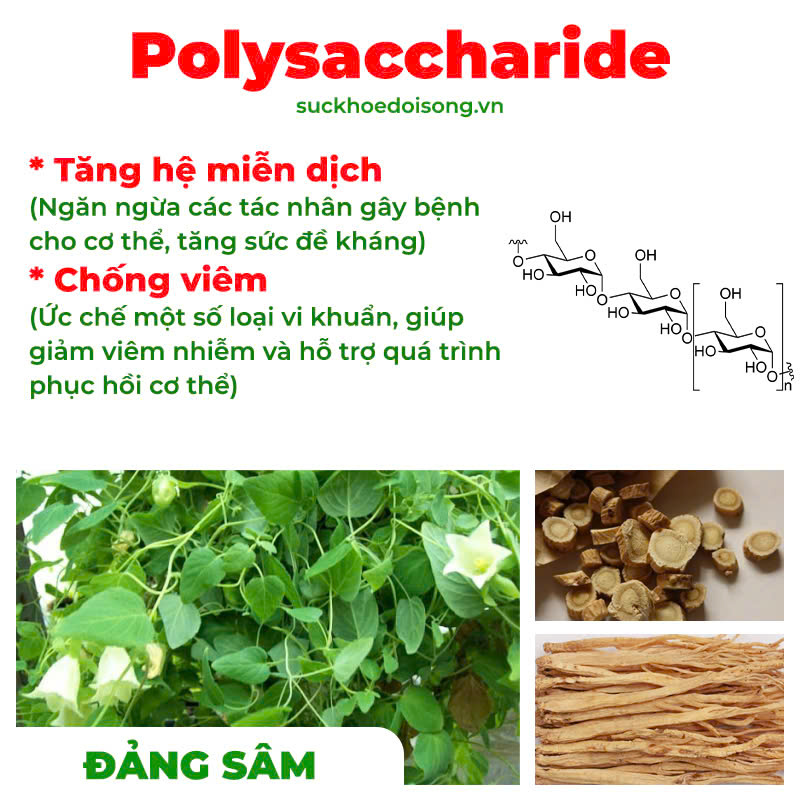 thành phần của PQA Phế quản người lớn