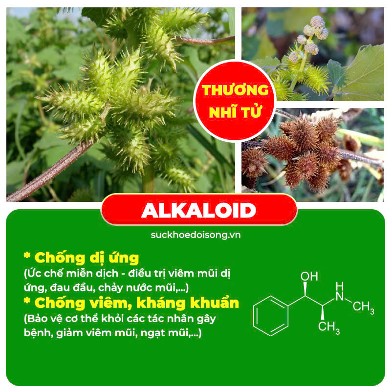 Thành phần hoá học có trong dược liệu của PQA thương nhĩ tử