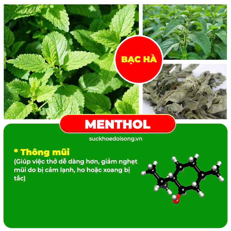 Thành phần hoá học có trong dược liệu của PQA thương nhĩ tử