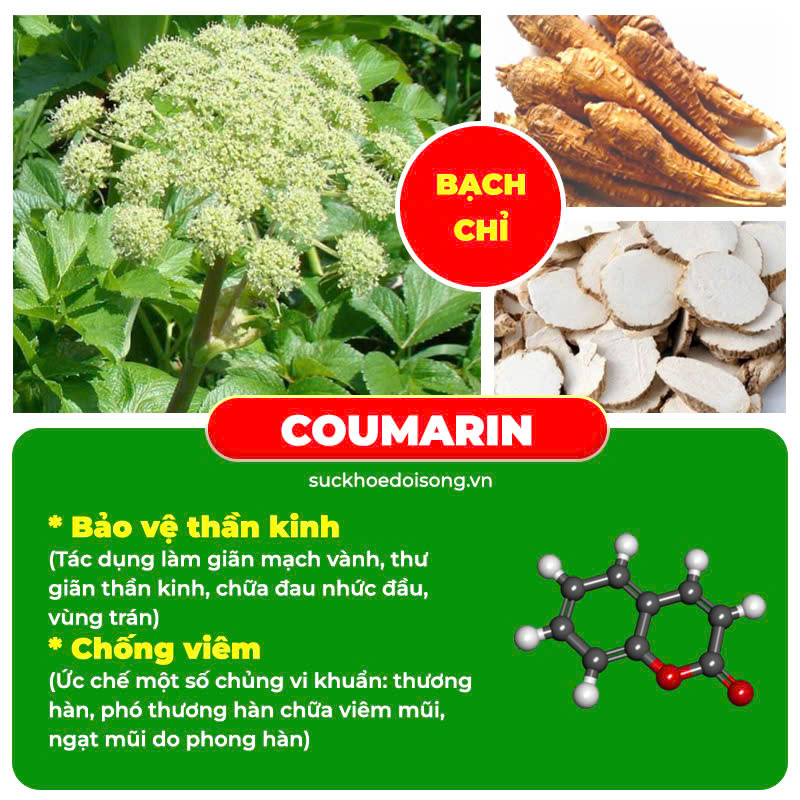 Thành phần hoá học có trong dược liệu của PQA thương nhĩ tử